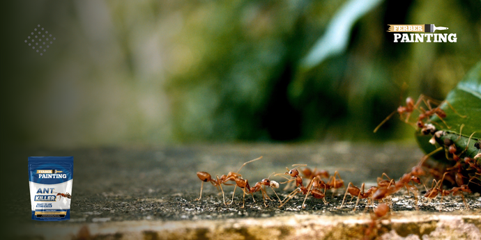 Comment empêcher les fourmis d'entrer dans votre maison ?