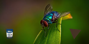 Which fly repellent products effectively eliminate flies?